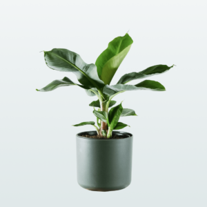 Bambino fiddle leaf fig