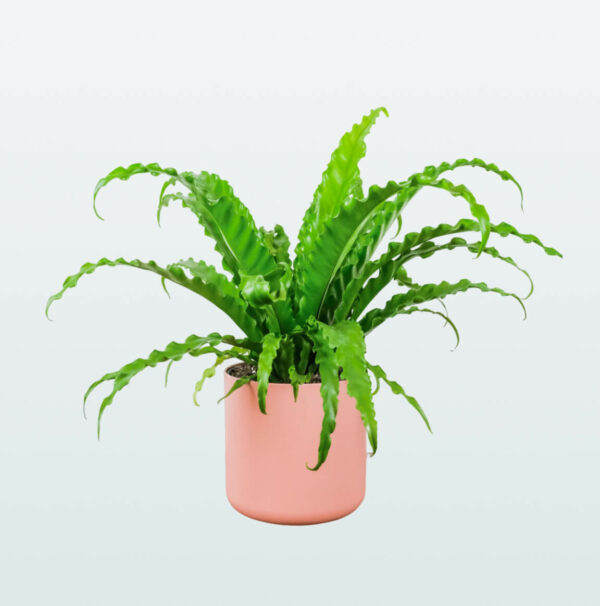 Asplenium antiquum