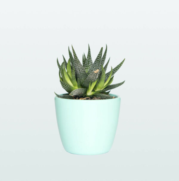 Fasciated haworthia