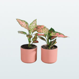 Aglonema Pink Dalmation