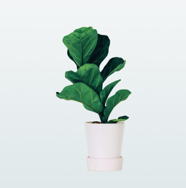 Fiddle-leaf fig